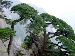 ������ɽ