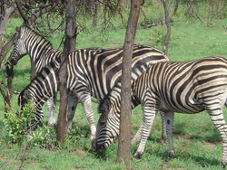 ƥ��˹��Ұ������԰