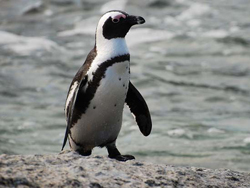 ���컷���