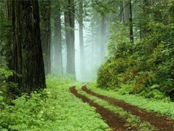 ��������ͼ³������ɭ��