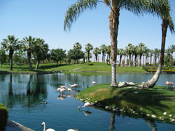 ����ɣ�ü�����