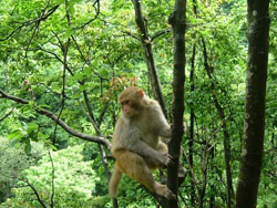 ��üɽҰ����Ȼ��̬����