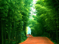 �˱���䳤��