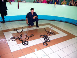 ���ȶ����о�����