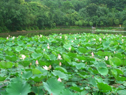 ��������ɽ��԰