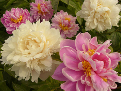 ��������ĵ��԰