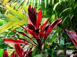 ����˹�ȴ�����