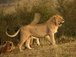 �ɿ�³����Ұ������԰