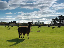 �����ũ��