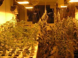 ���鲩���