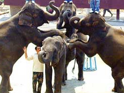 ����ѵ��Ӫ