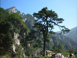 ʯ��ɽɭ�ֹ�԰