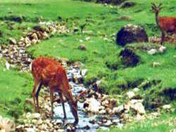 ��¡�������Գ�