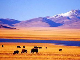 �ɿ�����