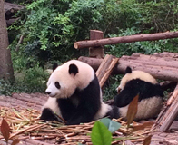 �ɶ�����԰