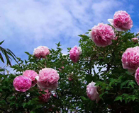 �ܼ�ƺĵ��԰