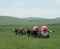 �Ƕ�̲ʪ�ز�ԭ