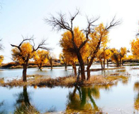 ��Į�����־���