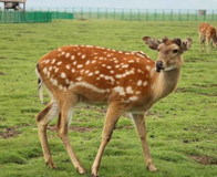 ÷��¹��̬԰