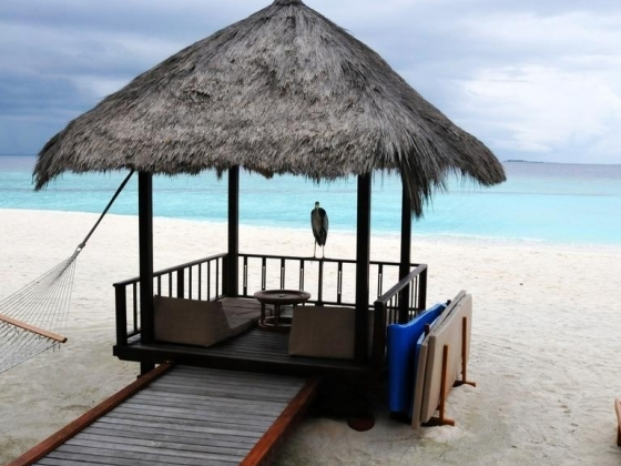 春季蜜月岛——马尔代夫