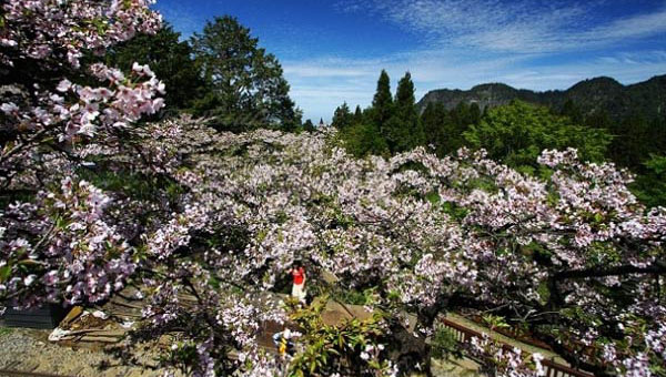 ӣ����ֹ�ձ��У�����ɽ��С�������ͻ���̨�����κ�ȥ����̨�����ξ���