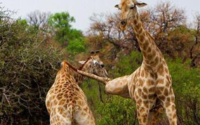 ����¹ʹ����Ӱ��