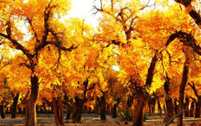 “胡杨颂”摄影作品展8月7日在内蒙拉开帷幕|昌黎黄金海岸天气