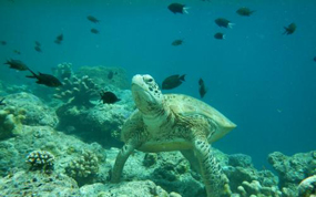 大马马布岛一天之内发生两起中国游客溺毙事件