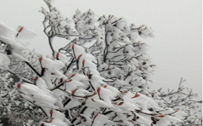 ȫ�������ɽ��ѩԤ�� Ӯ���δ�