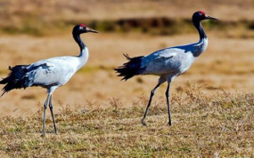 Ѱ����й������þ�С�ǡ��ƺ� ��ѡ�������ʤʮ�ѡ�