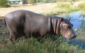 Ӣ���ο���Я���������ڲ��������ⷣ