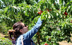 ����ӣ�Ҳ�ժ������ ������ˬ�������ȳ�