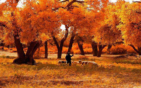 ���ľ�к����־�������������