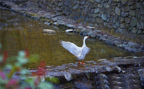 ÃÀÀöÏç´å¤ÄÏÖì¼Ò¹µµÄÖ¸»¾:ÈÃÿһ¸öÈ˶¼³ÉΪµ¼ÓÎ