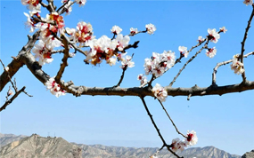 甘肃乡村成为引领文旅产业复苏升温最美风景