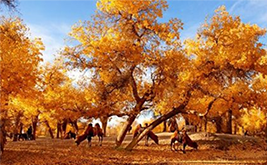 ����-��Ҵ-������������-������-�ػ�-���Ź�8����